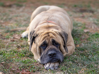 Dreaming Mastiff