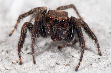 Macro Photo of Jumping Spider on White Floor