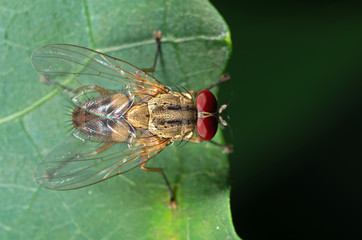Macro Photo of Housefly on Green Leaf