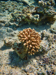 part of coral reef underwater photo