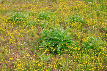Medicinal plants in the fields