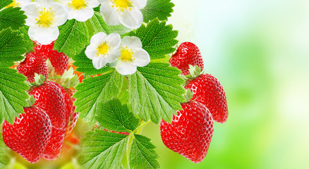 ripe strawberries garden