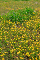 Medicinal plants in the fields