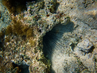 needles of sea urchin hiding under rock underwater