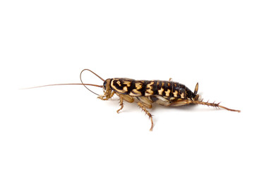 cockroach isolate on white background