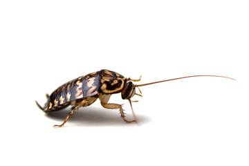 cockroach isolate on white background