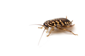 cockroach isolate on white background