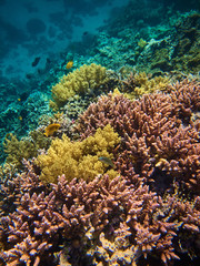 Naklejka na ściany i meble Coral reefs with small fishes