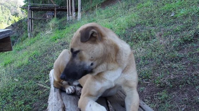 cute dog.