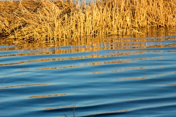 Fototapeta na wymiar Beautiful blue rippling water moves out from golden reeds in a pond