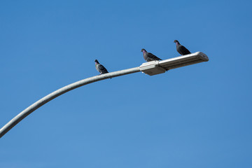 Common pigeons sitting on a lamp post against a clear blue sky