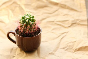Cactus round in a cup on the table, close-up, landscaping