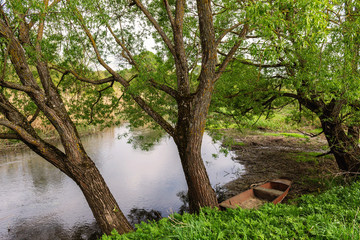 trees by the river