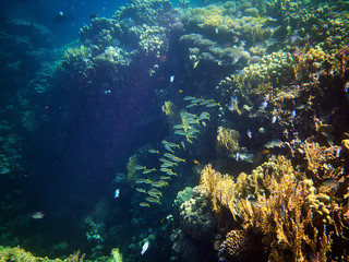 underwater photo of coral reefs with different fishes in red sea