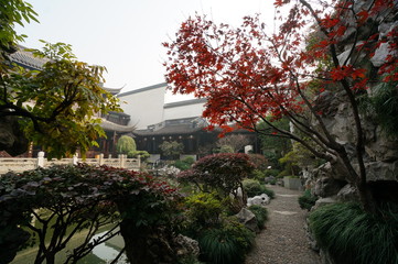 tree in front of an old house