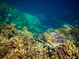 Obraz na płótnie Canvas Underwater photo of cornetfish with coral reefs in red sea