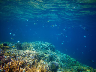 underwater photo of coral reefs with Abudefduf vaigiensis fishes in red sea