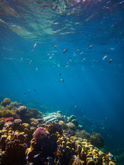 Fototapeta na wymiar underwater photo of coral reefs with Sergeant major fishes in red sea