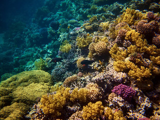 Underwater photo of fishes with coral reefs in red sea