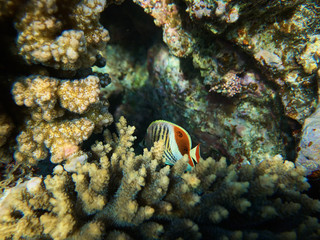 Fototapeta na wymiar Underwater photo of hiding in coral reefs Eritrean butterflyfish in red sea