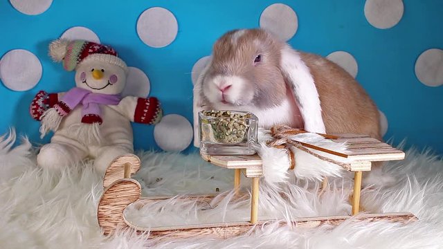 Cute winter bunny rabbit lop dwarf pet concept