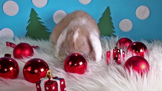 Cute winter bunny rabbit lop dwarf pet concept