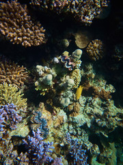 Naklejka na ściany i meble Underwater colorful photo of coral reef and tridacna clam