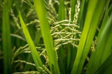 Rice close up