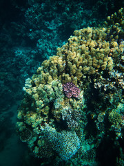 Fototapeta na wymiar Underwater photo of coral reefs in red sea