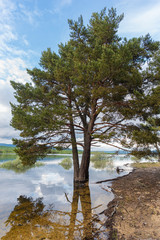 Tree in Cuerda del Pozo Swamp (Vinuesa, Soria - Spain).