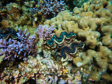Underwater colorful photo of coral reef and tridacna giant clam