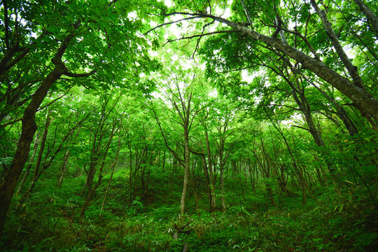1 787 Best 白神山地images Stock Photos Vectors Adobe Stock