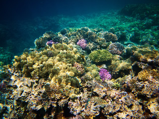 Naklejka na ściany i meble Underwater photo of coral reefs in red sea
