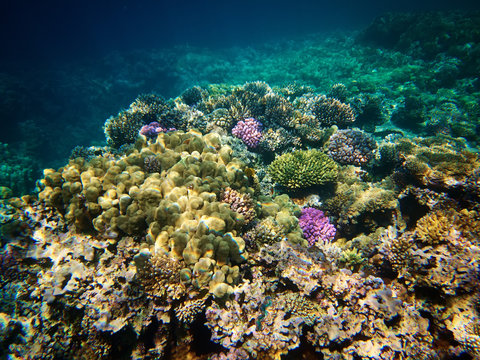 Underwater photo of coral reefs in red sea