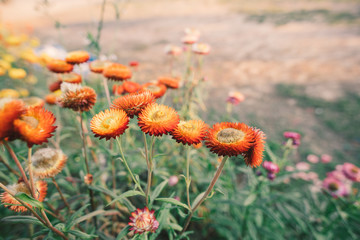 Obraz premium Flower and morning light at Phu Thap Boek