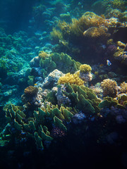 Fototapeta na wymiar underwater photo of coral reefs in red sea