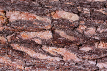 Pine tree bark background