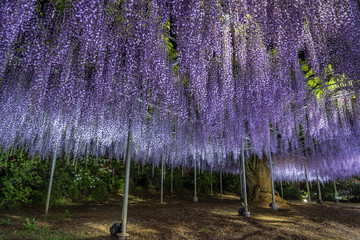 Wisteria flowers in spring