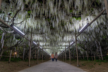 Wisteria flowers in spring