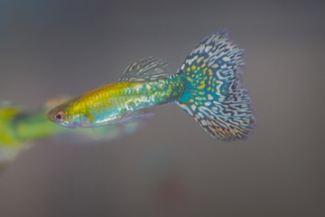 fancy guppy fish colorful mosaic colours in fresh water glass tang on black background. - obrazy, fototapety, plakaty