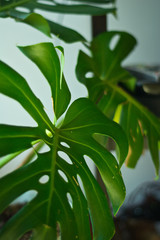 mosntera deliciosa 1