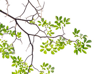 brunch of Tabebuia rosea flower blooming in spring. Pink flower isolated on white background.