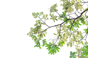 Tree branch isolated on white background.