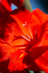 red flower close-up