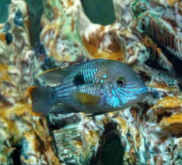 bright aquarium fish close-up