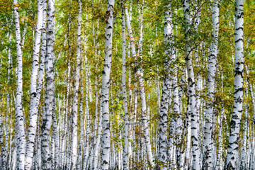 yellow birch forest, late autumn nature landscape
