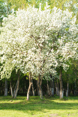 Fototapeta na wymiar apple tree in bloom landscape of nature