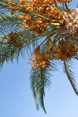 dates grow on a palm tree nature