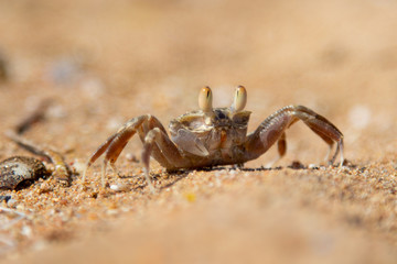 sand crab on the sand in the burrows