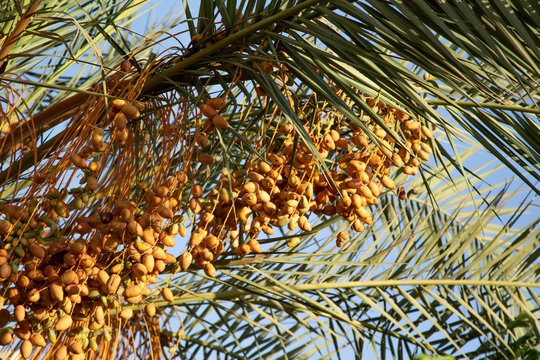 Dates Grow On A Palm Tree Nature